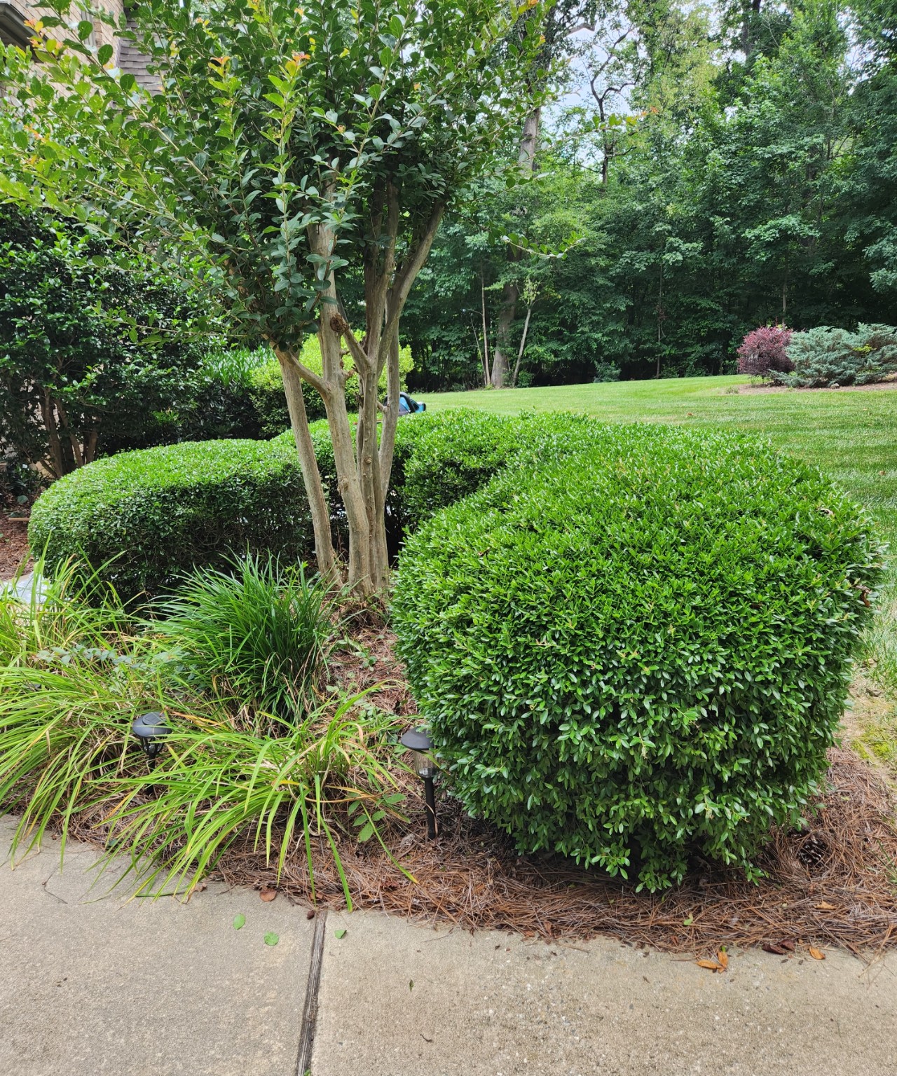 Trimmed shrubs and landscape beds
